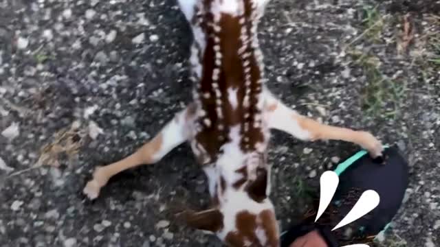 Baby deer asks woman to rescue him