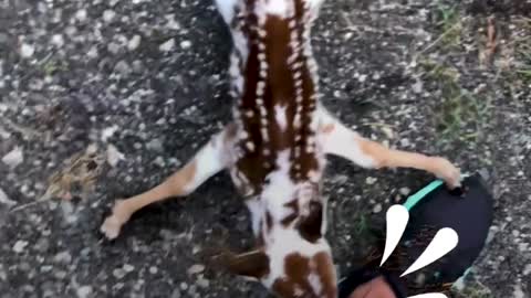 Baby deer asks woman to rescue him