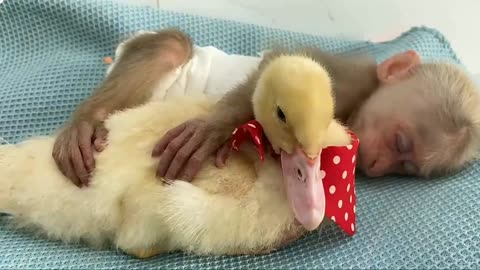 BiBi monkey lulls duck to sleep so sweet