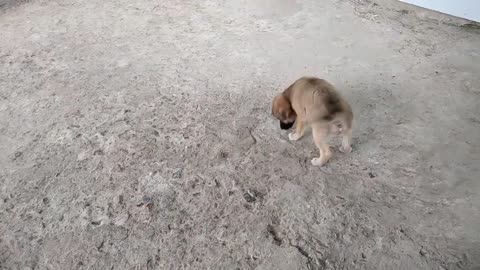 Dog And Music