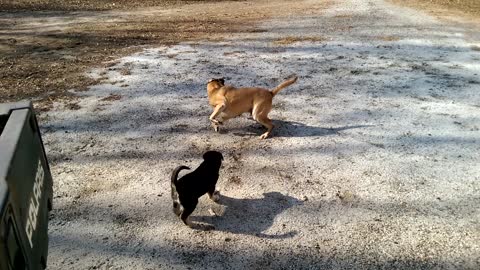 Puppies Bobo and Baby Abby Playing