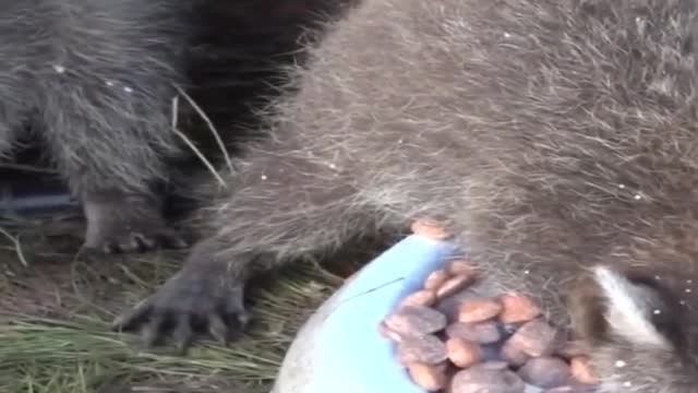 Raccoons eat