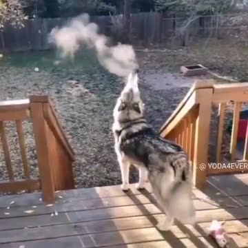 Husky Steam Engine