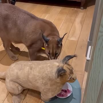 Pumba’s clone steals the food again. Consequences are fatal.