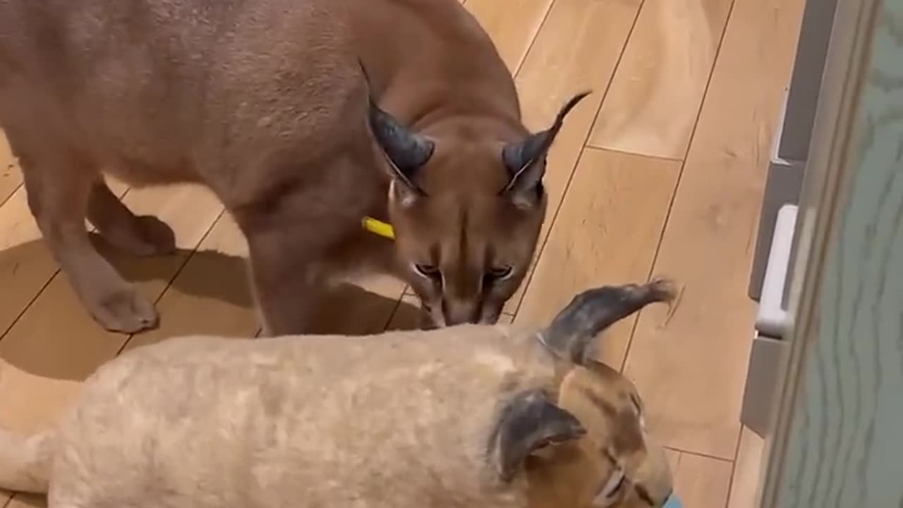 Pumba’s clone steals the food again. Consequences are fatal.