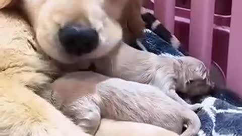 Mother dog is too