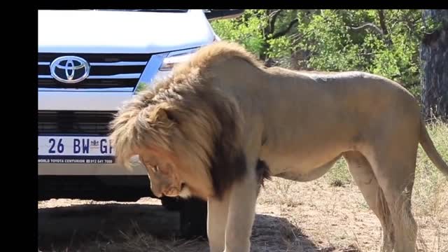 Big lion 🦁 stop by cars|scorching the soil