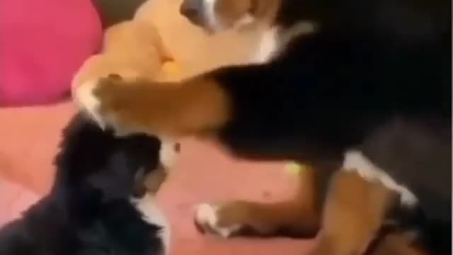 dog petting the puppy