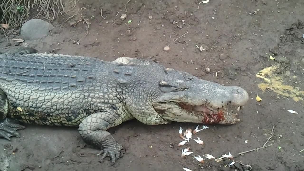 Crocodile