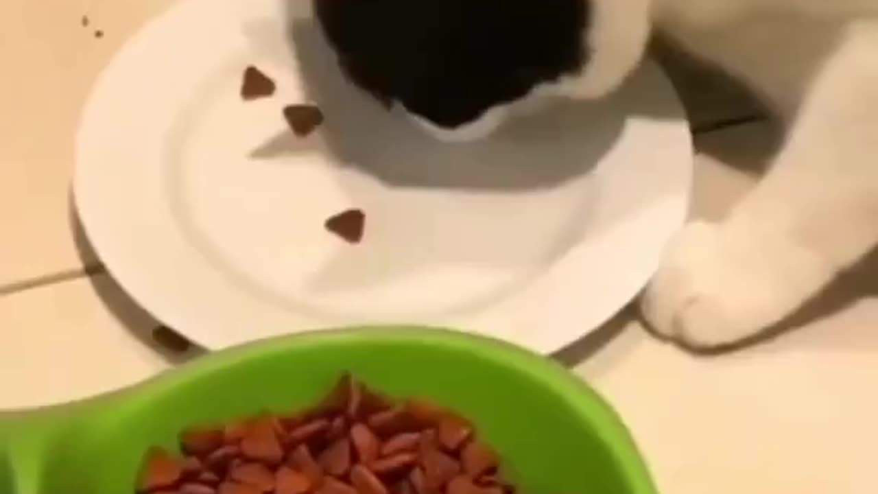 Interesting Clip, Titled: "Cats With OCD"