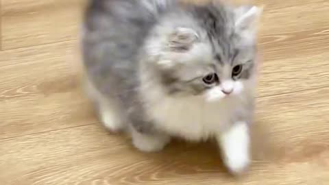 Funny 🤣 cat 🐈😺 video clips||