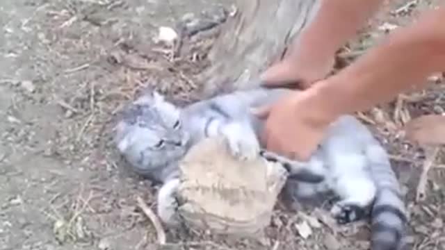 Cat Won't Let Go Of Tree Stump