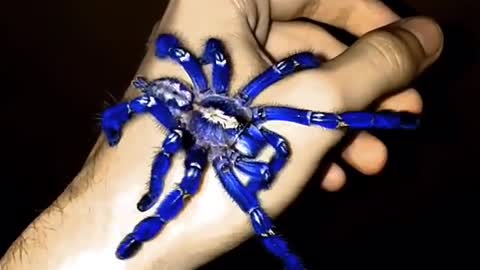 Have You Ever Seen a Blue Tarantula?