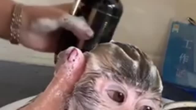 Купание меленькой обезьянки