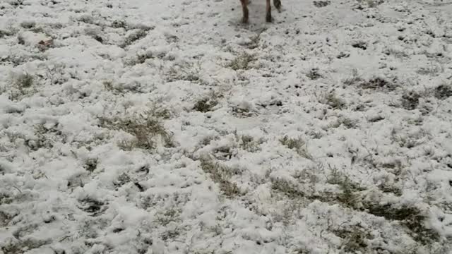 Black and tan dog play outside in the snow