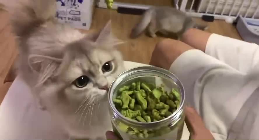 Kitten eat snacks