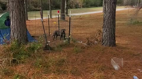 Msu bully farm