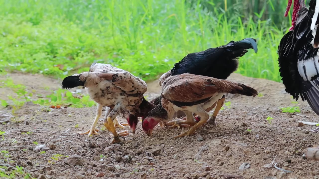 Brilliant Ideas for Successful Free-range Farming - Building an Elevated Goat Barn & Feeding My Pets