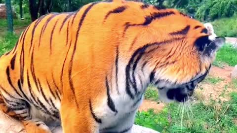 I ran into a cute baby tiger