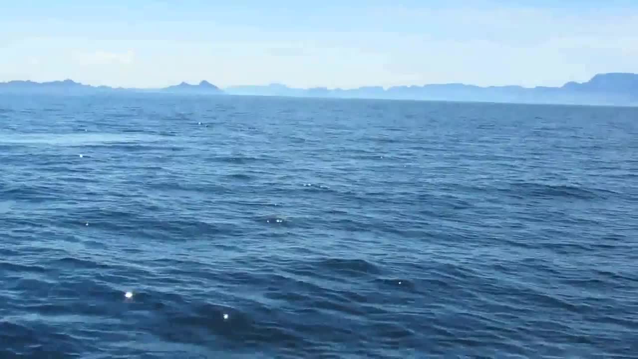 Blue whale blowing 100 meter from the boat