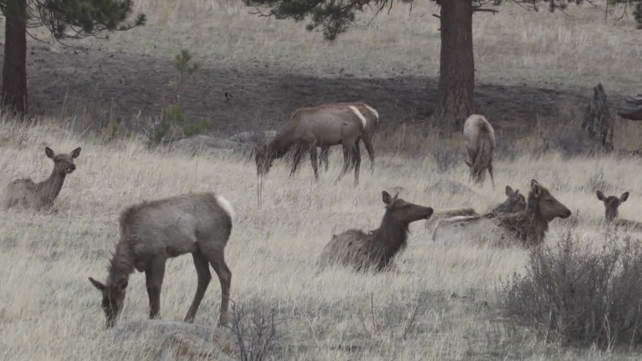 Rocky Mountain National Park A Gang Of Elk