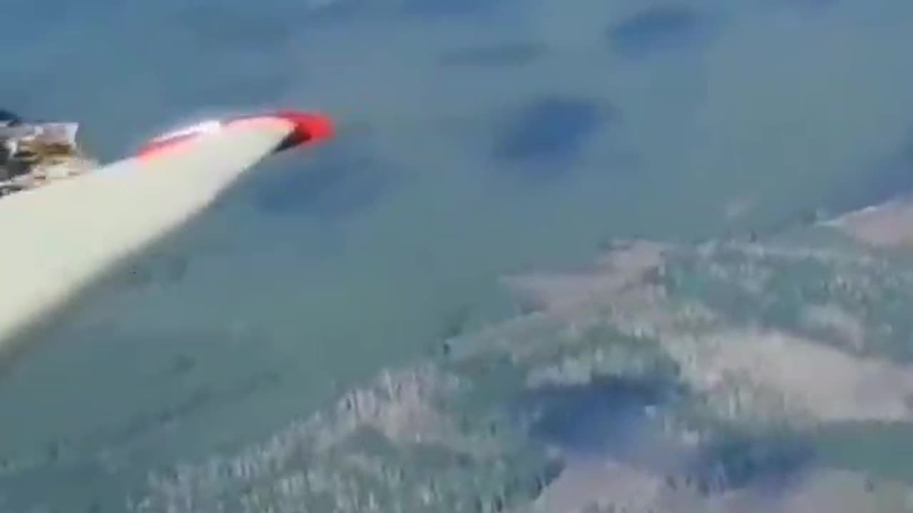 Eagle landing on the wing of the plane