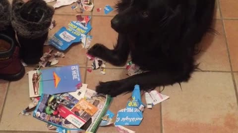 Black dog laying in pile of shredded papers