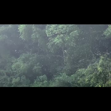 Hey Chris.. Come Experience 10,000 Honeybees in Flight!