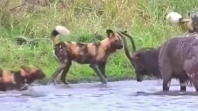 The poor antelope was flanked by wild dogs and hippos