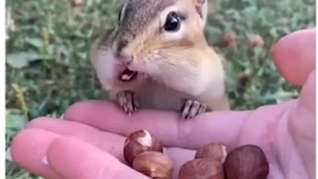 See how the squirrel understands the matter and how it follows loving animal