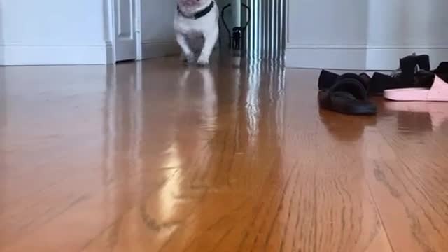 Me after getting two dinners because my humans don't communicate