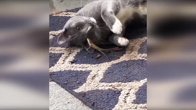 The black cat is surprised by Lizard s kiss