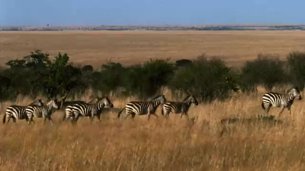 Great Migration | Wild Ones | Episode 11 | Free Documentary Nature