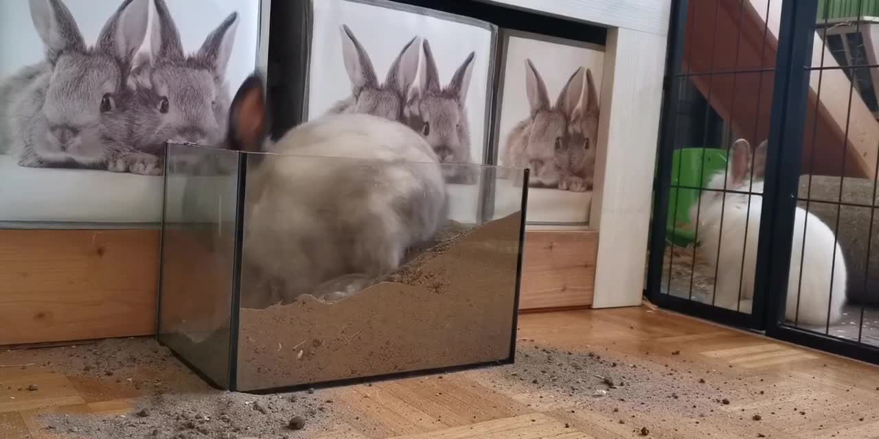 Giant rabbit digging in a bottle