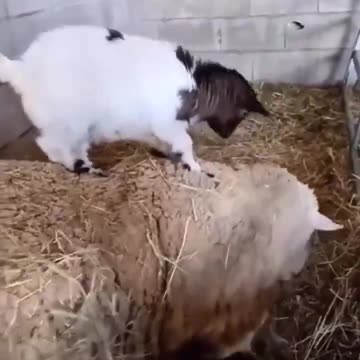 Kids will be kids..🐑