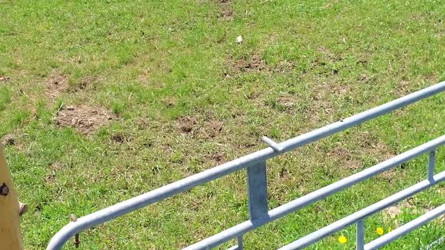 piggys playing while cutting grass