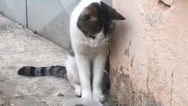 Sprinter hunting part 2. cat