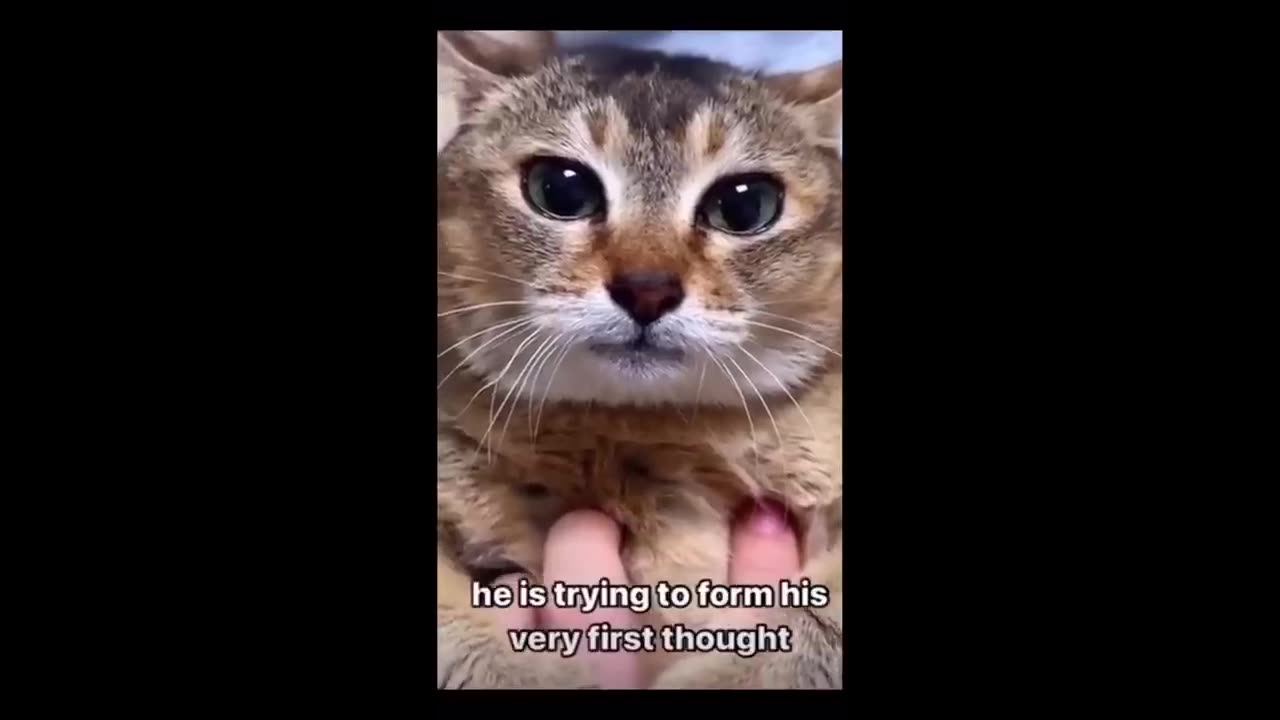 Cats