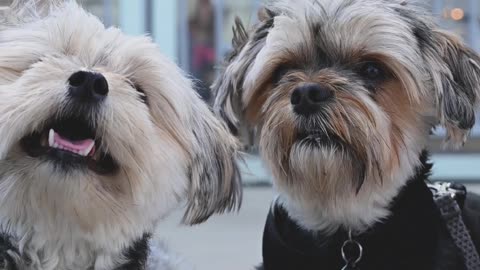 Cute dogs playing entertainment video