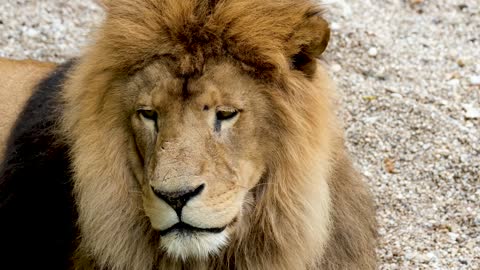 Video of a Lion