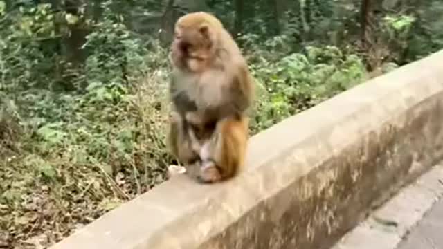 Funny monkey playing 🤣😀