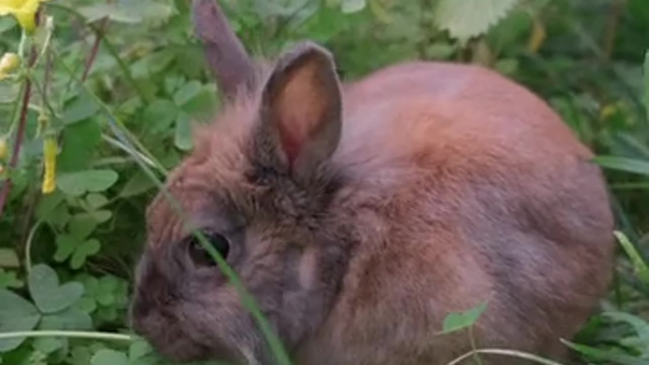 Rabbit lovers