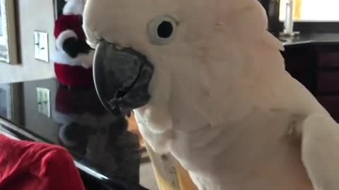 The funniest cockatoo on the planet