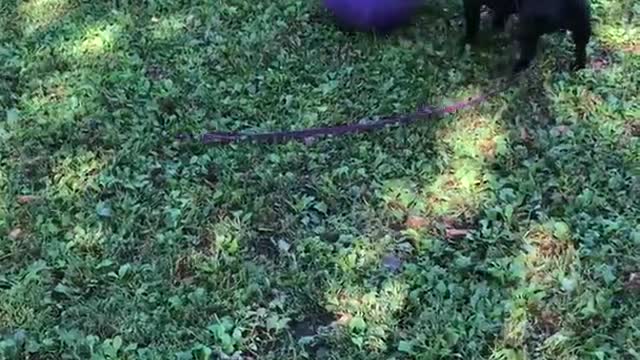 Puppy playing with ball