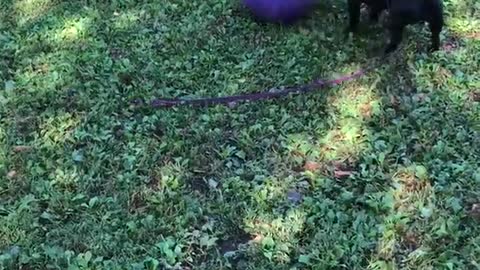 Puppy playing with ball