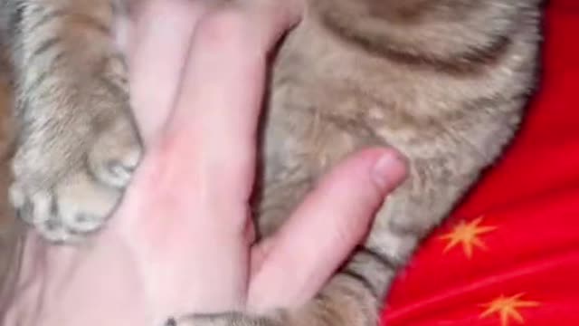 Funny cats | viral cat | Angry cat