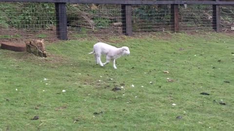 Funny Wiltshire short Horn Lambs