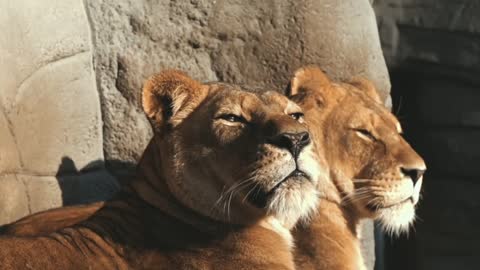 Lion king