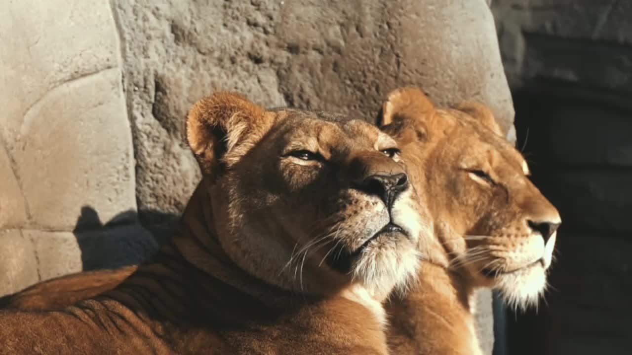 Lion king