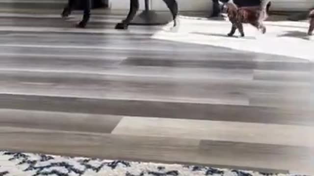 Baby Cats - Cute and Funny Cat Videos Compilation #34 | Aww Animals